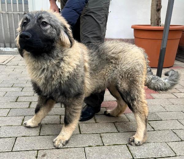 VIENNA CUCCIOLA PASTORE DEL CAUCASO Foto 3